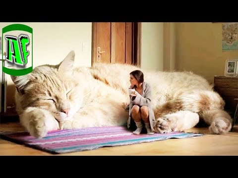 მსოფლიოში ყველაზე დიდი კატა \'Maine coon\'